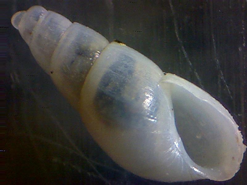 Odostomia fusulus??